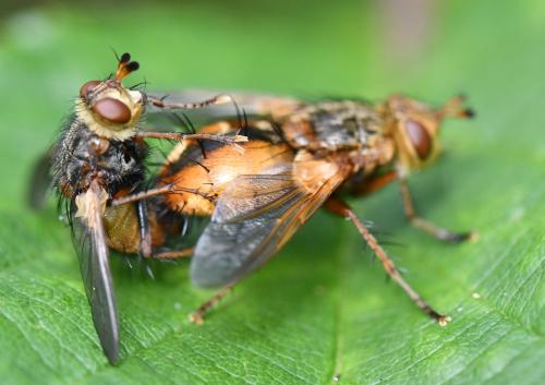 Tachina fera